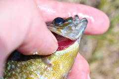 Lepomis macrochirus × cyanellus