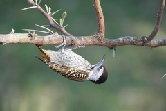 Chloropicus fuscescens