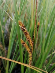 Carex rostrata
