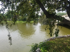 Lepomis macrochirus × cyanellus