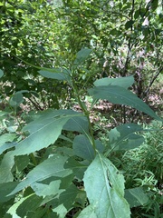 Verbesina occidentalis