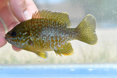 Lepomis macrochirus × cyanellus