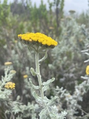 Helichrysum dasyanthum