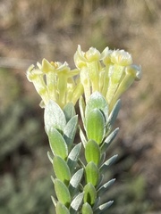 Gnidia chrysophylla