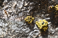 Xanthopsorella texana