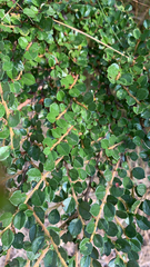 Cotoneaster horizontalis