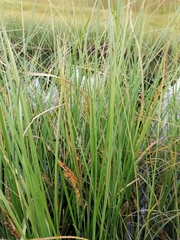 Carex rostrata