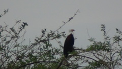 Haliaeetus vocifer