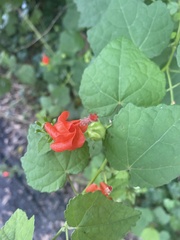 Malvaviscus arboreus drummondii