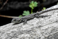 Sceloporus grammicus