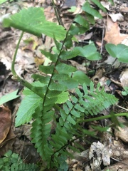 Asplenium platyneuron