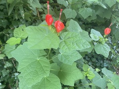 Malvaviscus arboreus drummondii