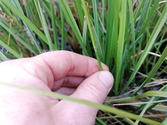 Carex rostrata