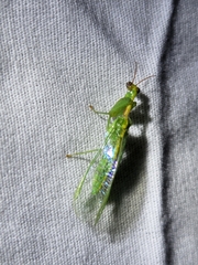 Zeugomantispa minuta