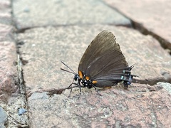 Atlides halesus