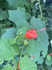 Malvaviscus arboreus drummondii