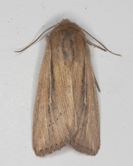 Leucania phragmitidicola