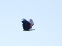 Haliaeetus vocifer