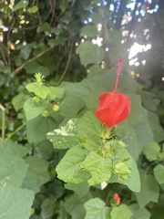 Malvaviscus arboreus drummondii