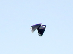 Haliaeetus vocifer