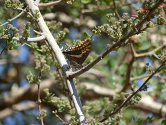 Charaxes saturnus