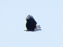 Haliaeetus vocifer