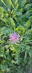 Centaurea scabiosa