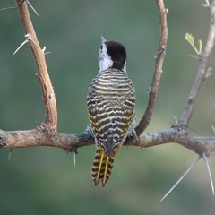 Chloropicus fuscescens