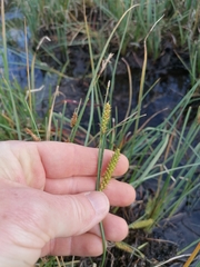 Carex rostrata