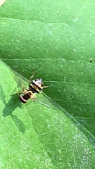 Toxomerus occidentalis