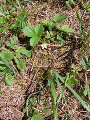Fragaria vesca