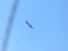 Circaetus gallicus