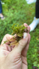 Thuidium delicatulum