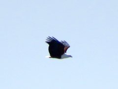 Haliaeetus vocifer