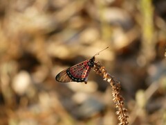 Acraea