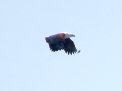 Haliaeetus vocifer
