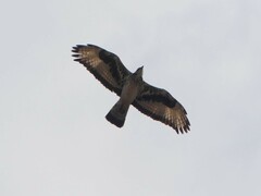 Aquila spilogaster