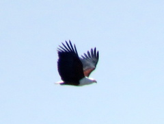 Haliaeetus vocifer