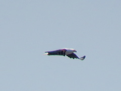 Haliaeetus vocifer