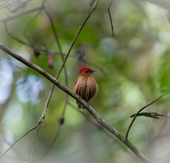 Machaeropterus striolatus