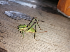 Eupholidoptera schmidti