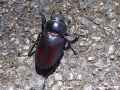 Lucanus cervus