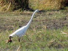 Ardea alba melanorhynchos