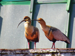 Theristicus melanopis