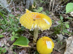 Amanita