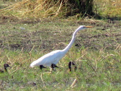 Ardea alba melanorhynchos