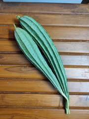 Trichosanthes cucumerina