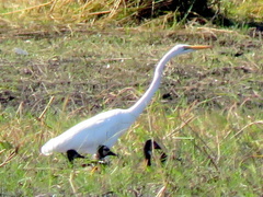 Ardea alba melanorhynchos