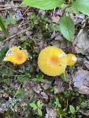 Amanita