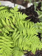 Gymnocarpium dryopteris